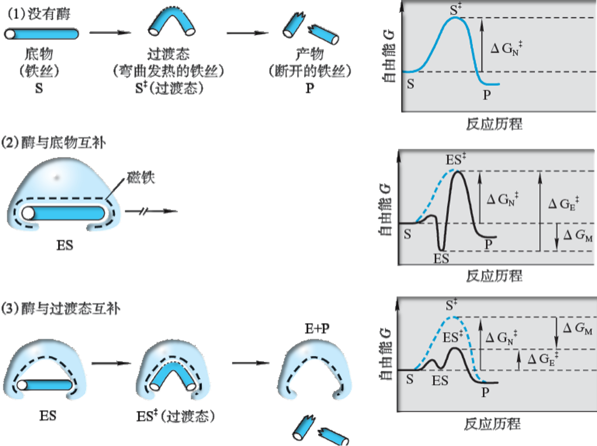 过渡态互补示意图